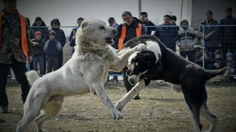 ​Göygöldə it döyüşdürən şəxslər 