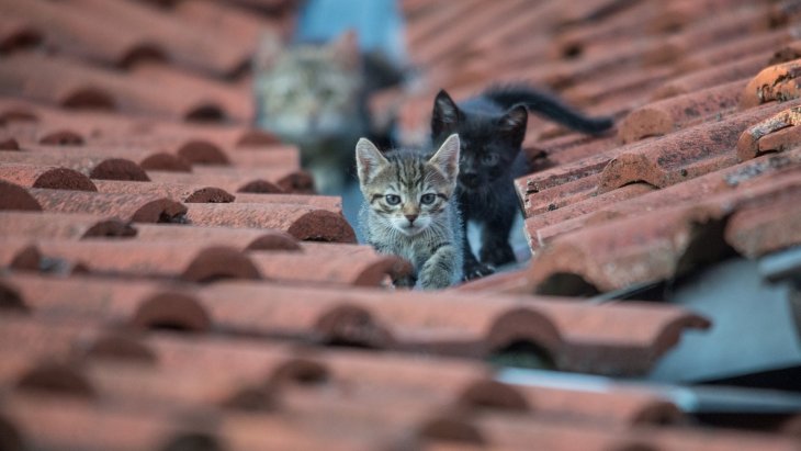 ​Üç pişiyə görə polisə müraciət etdi 