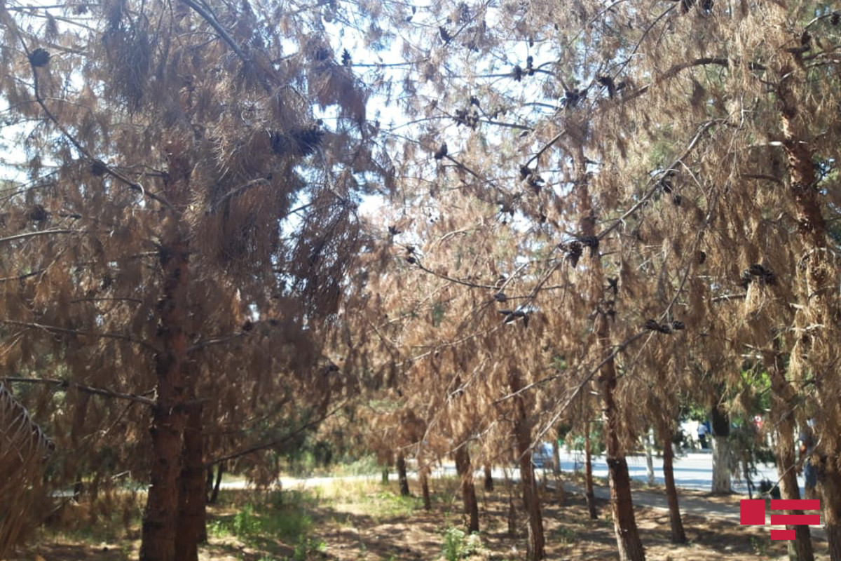 Sulh.Info.Az